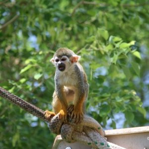 Zoo_-_052806_042
