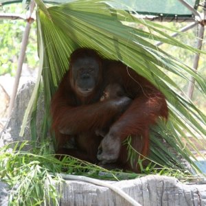 Zoo_-_052806_060