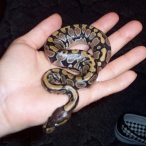 baby_1