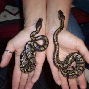 babies_1_and_2