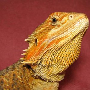 R BEARDED DRAGONS LAIR