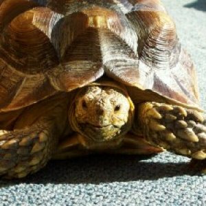 Sulcata Tortoise