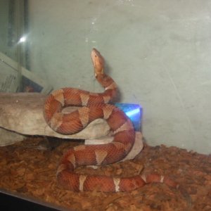 copper