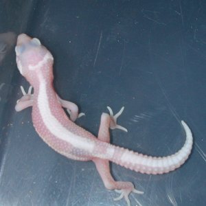 Giant mack snow albino stripe