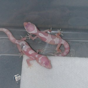 Giant mack snow albino jungle