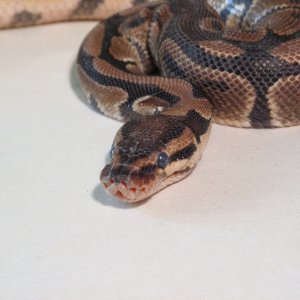 more of baby 2