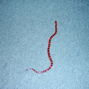 tangerine honduran milksnake