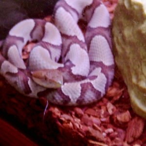 pastel northern copperhead