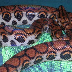 Female BRB
