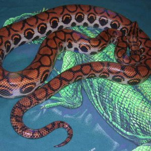 Female BRB