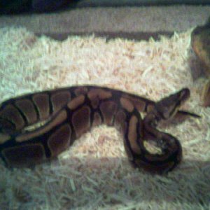 Image044