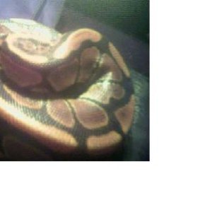 python