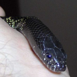 Black King (Nigra?)