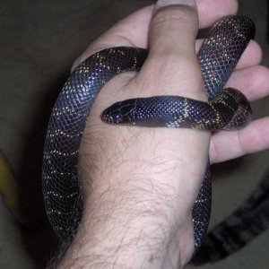 Black King (Nigra?)