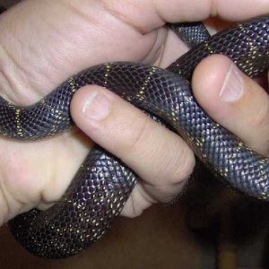 Black King (Nigra?)