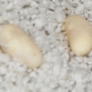eggsclose