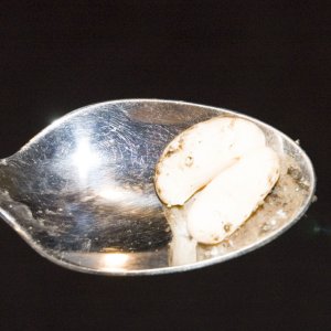 eggs10