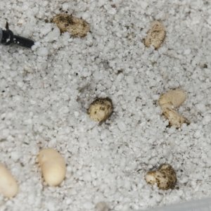 eggs12