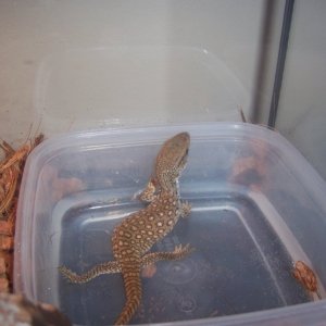 Loki#2