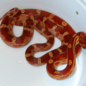 motley het lav