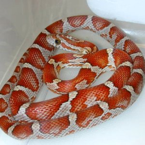 banded/milk snake phase