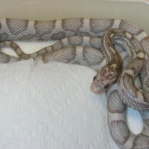 lav het motley