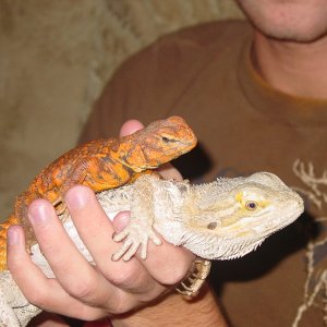 Picture_020