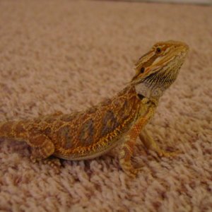 tiger/sandfire bearded
