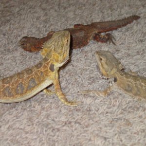 male and female dragons with female uro
