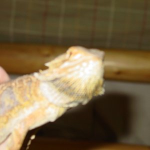 male tiger/sandfire