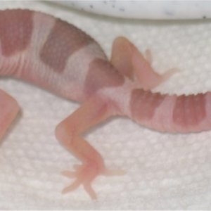 Mack Albino het Blizzard