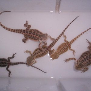 all my beardies