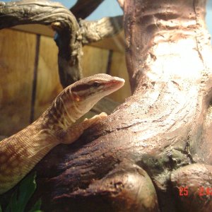 Yellow Ackie