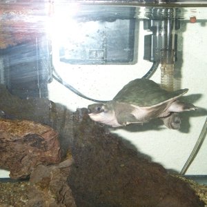 Picture_008
