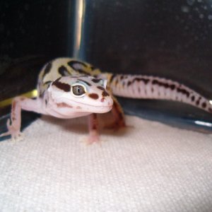 Bold Stripe