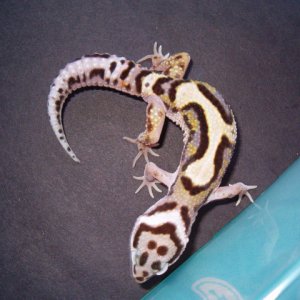 Bold Stripe