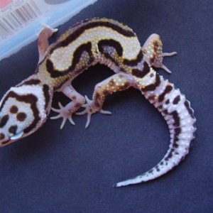 bold stripe