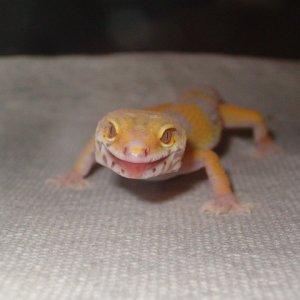 Bella