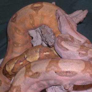 05 Male Pastel Boa