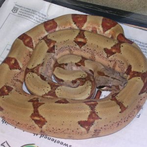 05 Pastel hypo Boa-Female