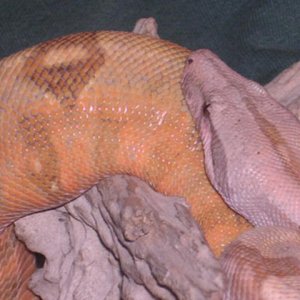 05 Male Pastel Boa