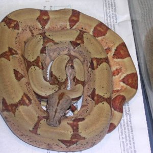 05 Female Pastel  Hypo Boa
