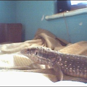 big_bosc_again