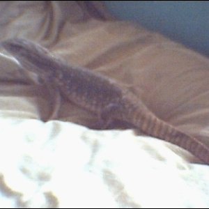 me_big_bosc