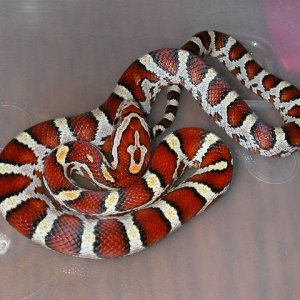 banded