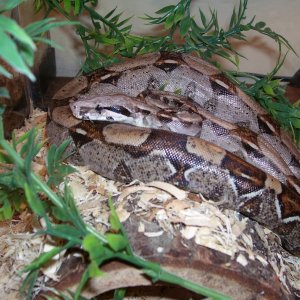 My little b-e-a-utiful snake. Pic #1