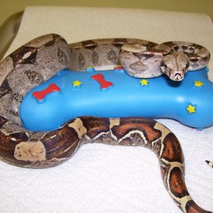 My little b-e-a-utiful snake. Pic #2