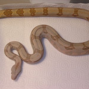 A7-05 F pastel hogg