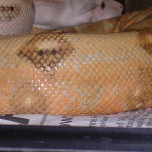 A14-M pastel hogg