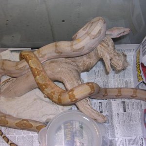A5 & A7-pastel hoggs